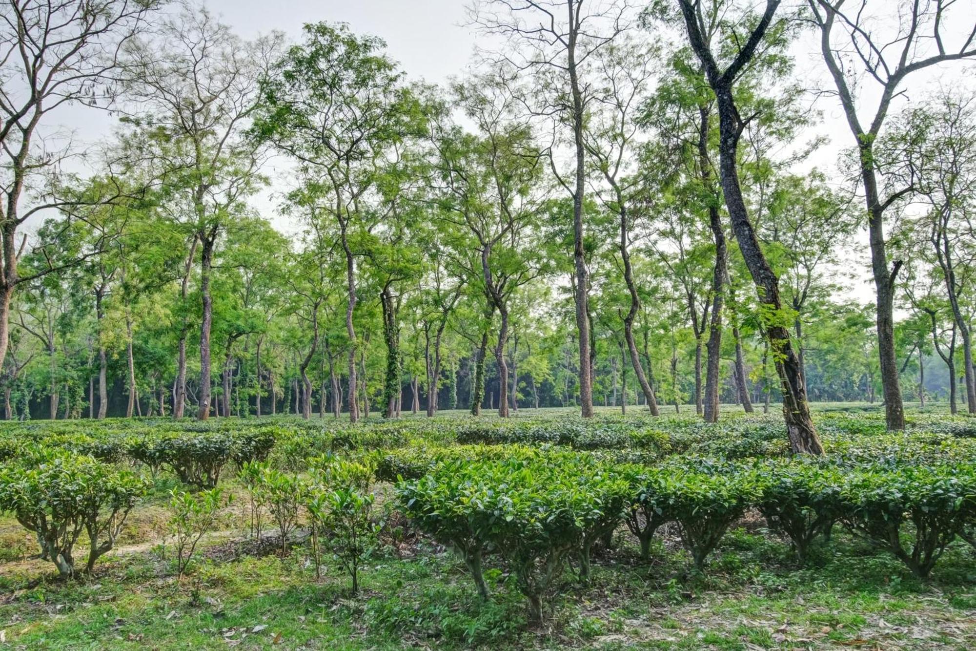 Hotel O Heritage Nest Resort Kazirnga Kaziranga Luaran gambar